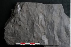Foto (Detailansicht) von Odontopteris minor Brongniart (NHMW-GEO-2024-0188-10720)